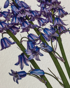 Canonbury Press Bluebells Greeting Card