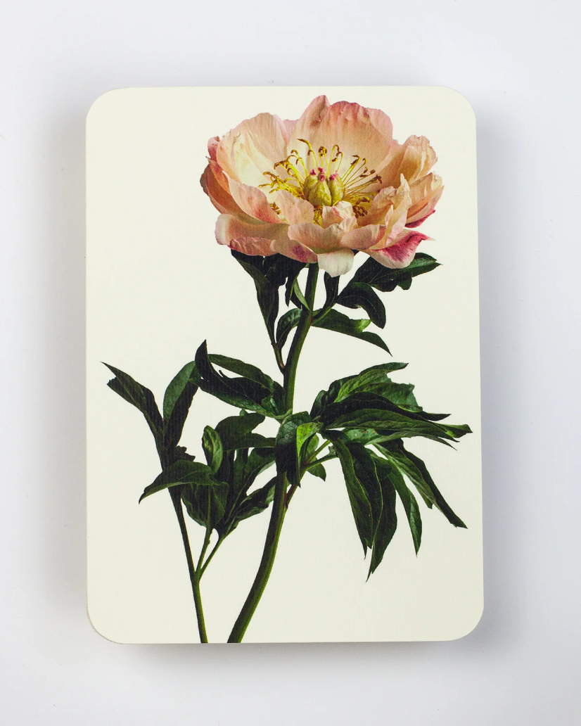 Canonbury Press Peony Greeting Card