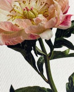 Canonbury Press Peony Greeting Card