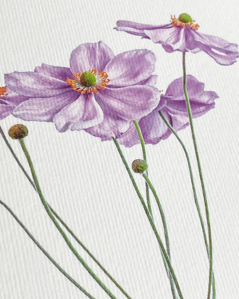 Canonbury Press Anemone Greeting card