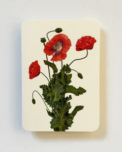 Canonbury Press Wild Poppies Greeting Card