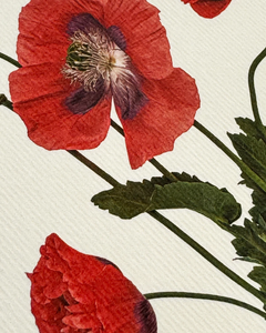 Canonbury Press Wild Poppies Greeting Card