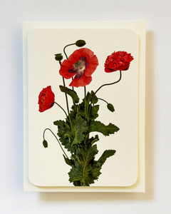 Canonbury Press Wild Poppies Greeting Card