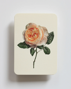 Canonbury Press Soft Peach Rose Greeting Card