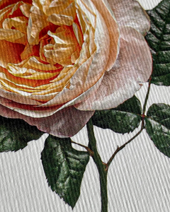 Canonbury Press Soft Peach Rose Greeting Card