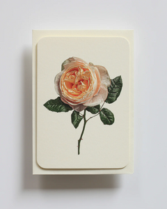 Canonbury Press Soft Peach Rose Greeting Card