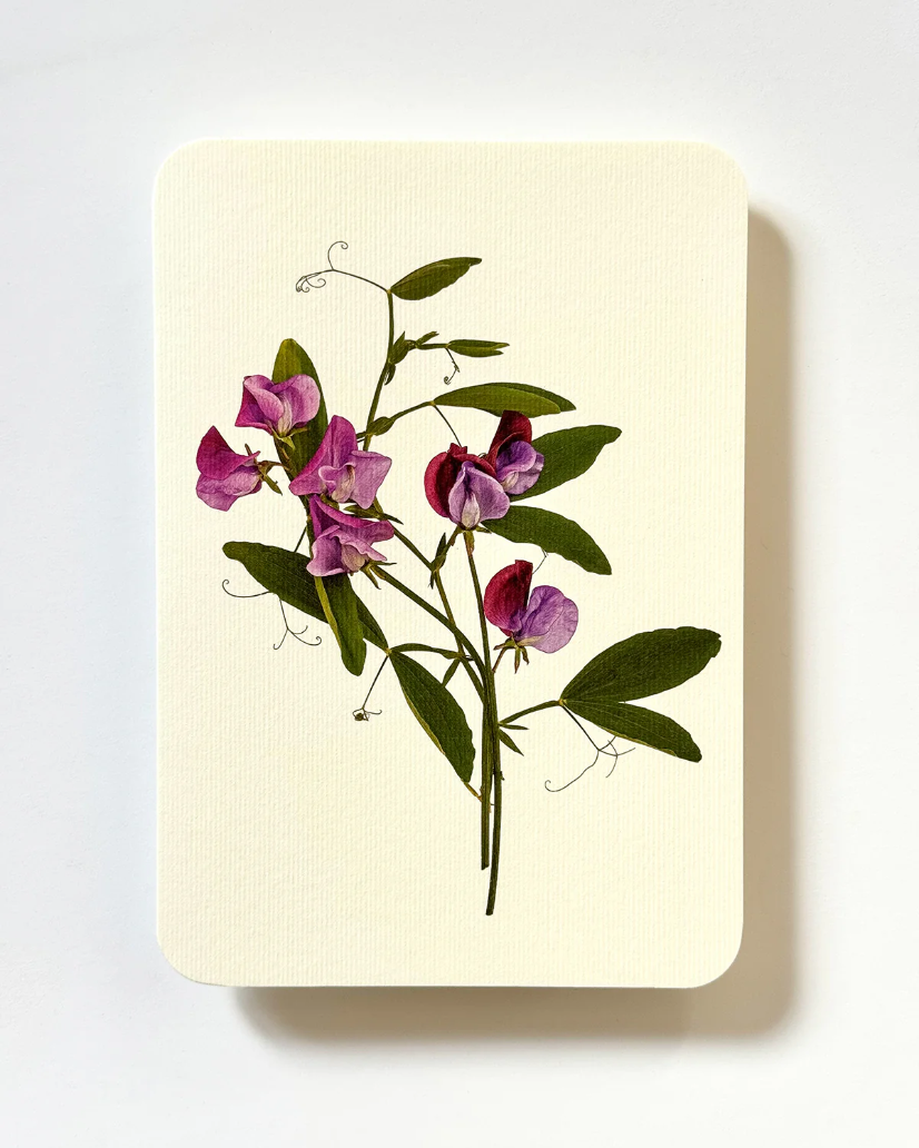 Canonbury Press Violet Sweet Peas Greeting Card