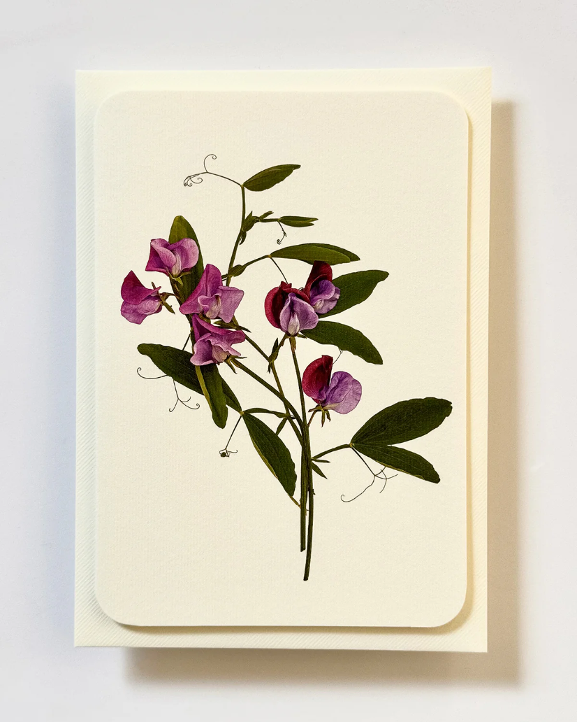 Canonbury Press Violet Sweet Peas Greeting Card